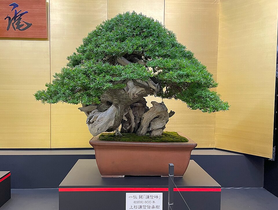 Ancient Japanese pine bonsai shaped over decades