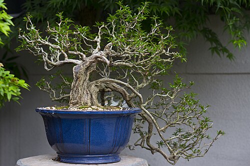 Hands carefully pruning a bonsai branch with precision